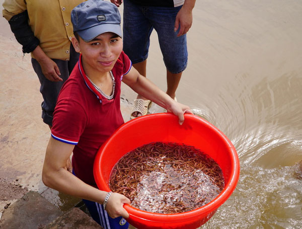 Thu hoạch rươi Tứ Kỳ – Hải Dương